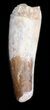 Spinosaurus Tooth - Large Root Section #40343-2